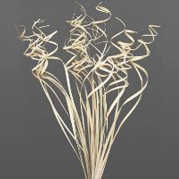 Cones & Curls Palm Curly (Open)