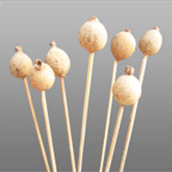 Exotics Gauri Fruit