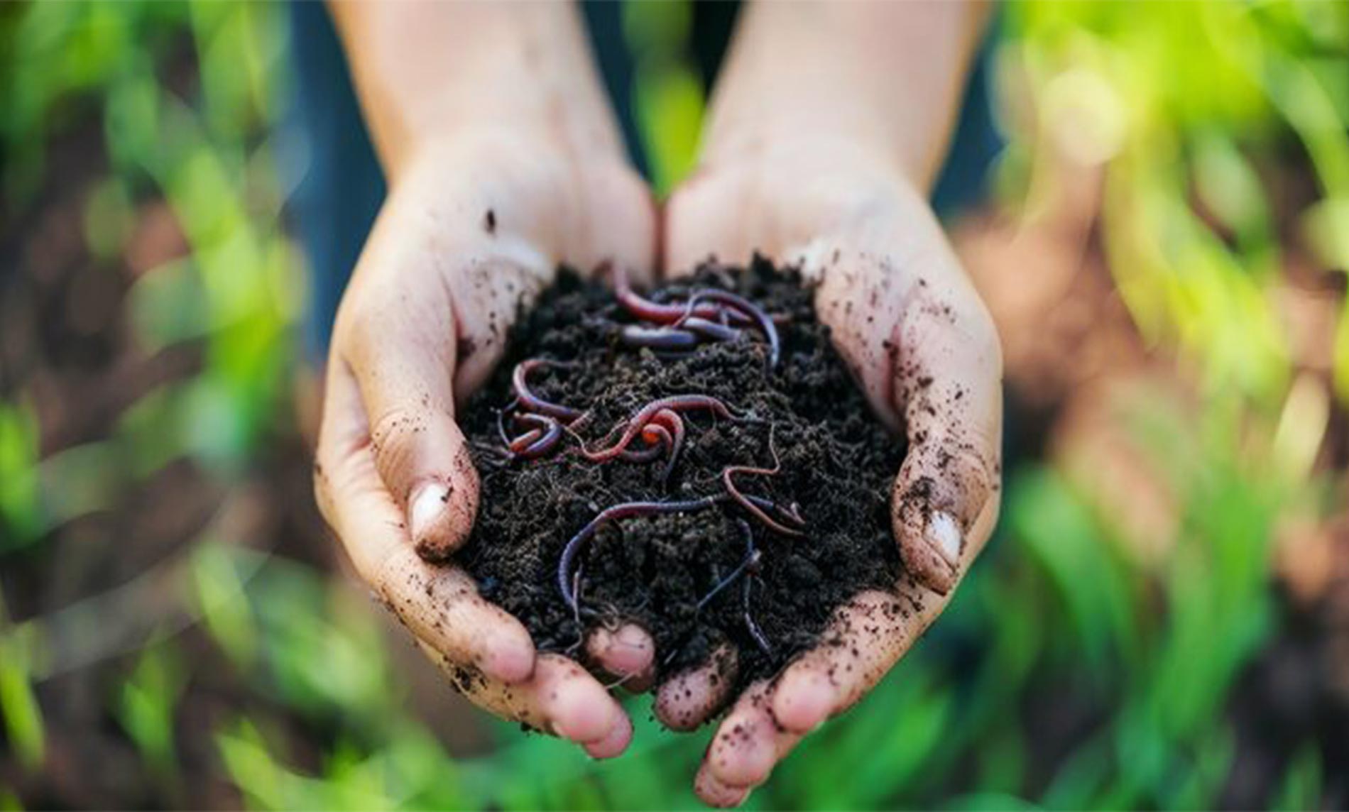 Vermicompost for sustainable gardening
