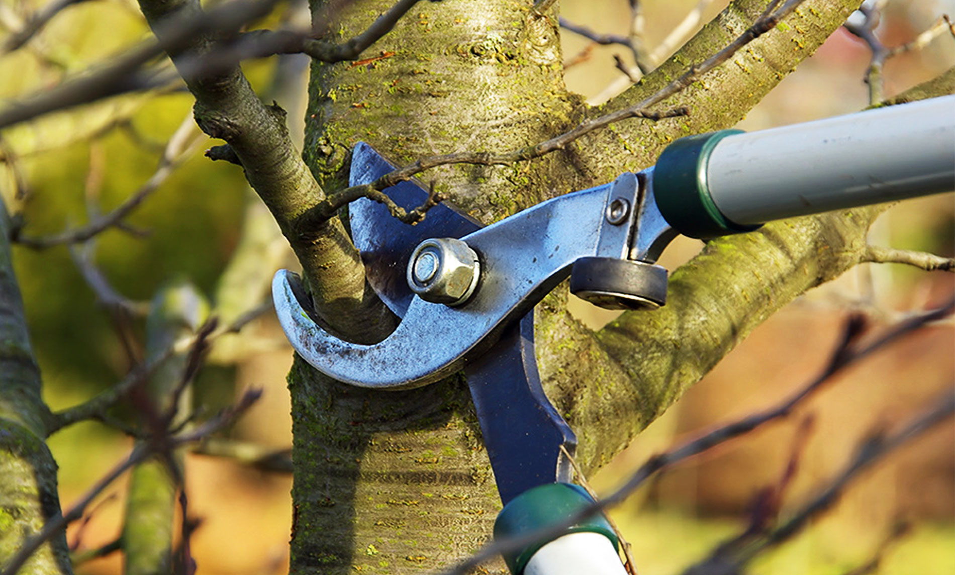 Tree pruning before transplantation to balance root ball and canopy
