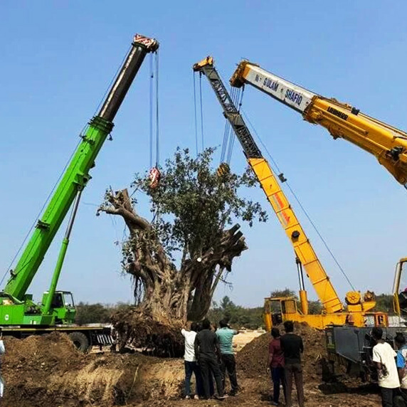 Tree transplantation equipment and process for safe relocation of mature trees
